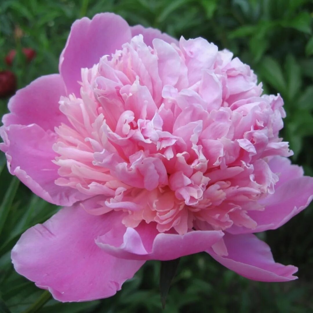 Каталог пионов с фото и названиями Пион Дюшес де Орлеан - Paeonia Duchesse de Orleans