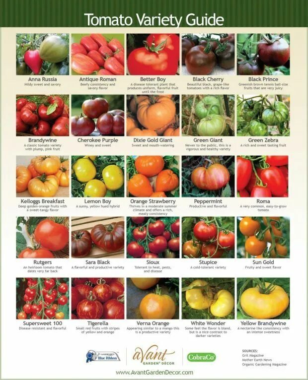 Каталог помидоров с фото и описанием Image result for kind of tomatoes Types of tomatoes, Best tasting tomatoes, Toma