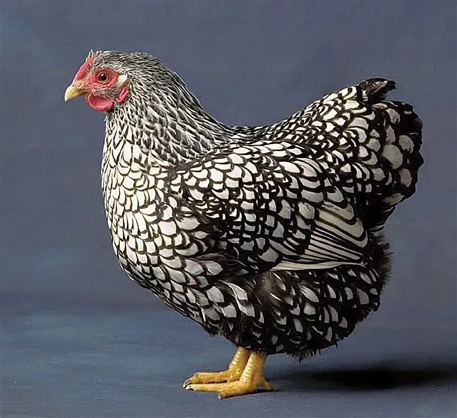 Каталог пород кур фото The 5 Best Chicken Breeds for Your Homestead Wyandotte chicken, Chickens backyar