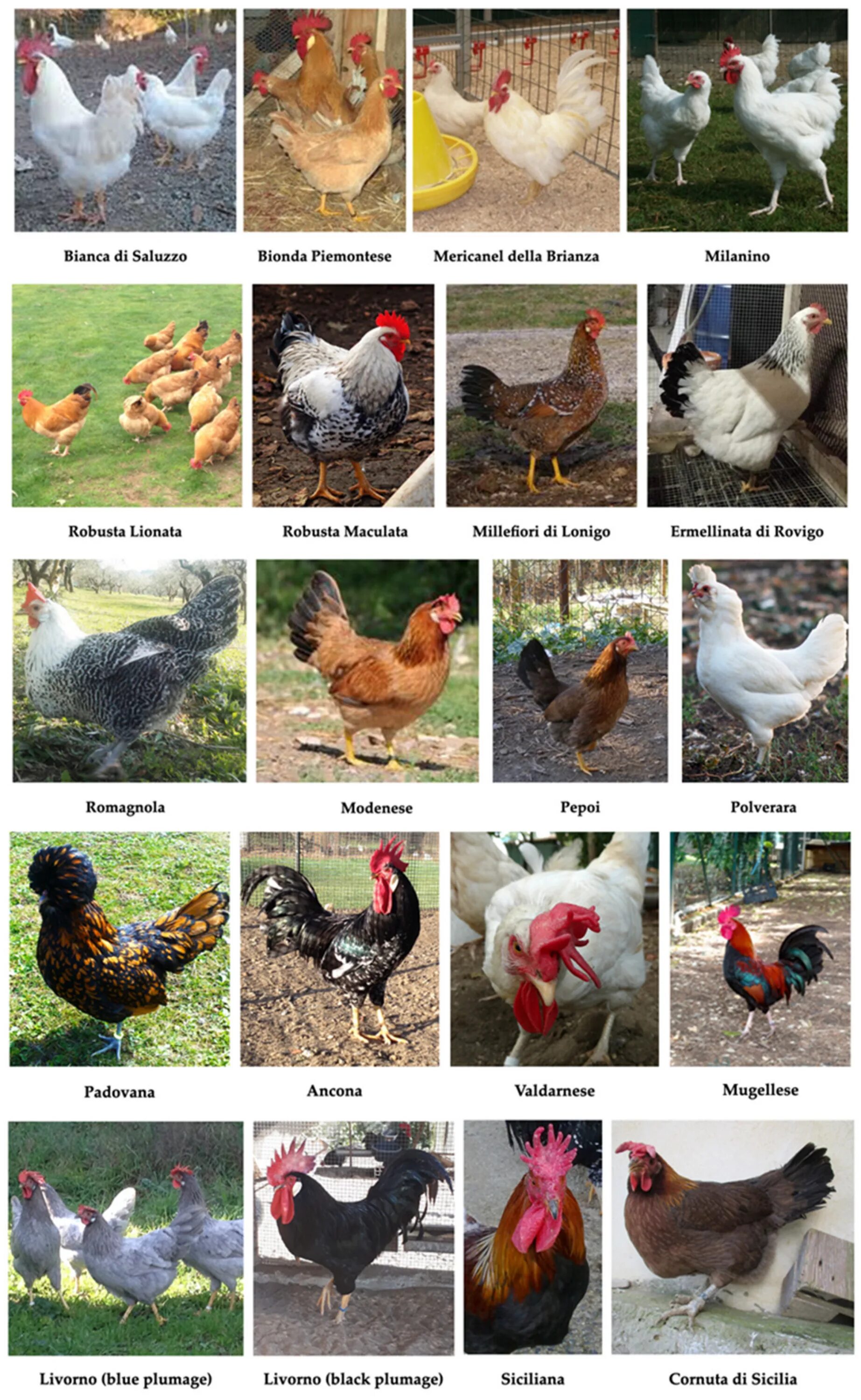 Каталог пород кур фото Animals Free Full-Text Overview of Native Chicken Breeds in Italy: Conservation 