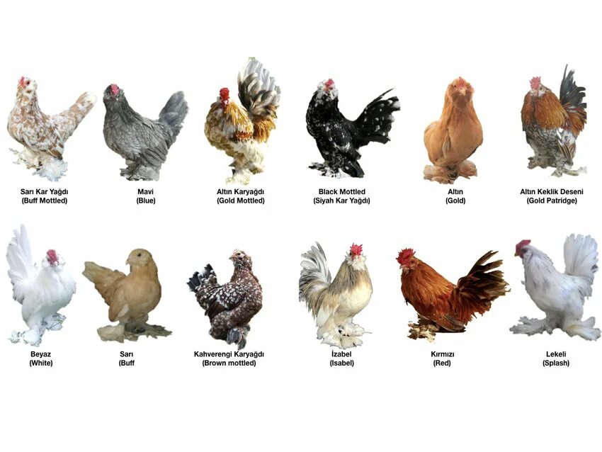 Каталог пород кур фото Colour varieties of bantam Ispenç chicken Download Scientific Diagram