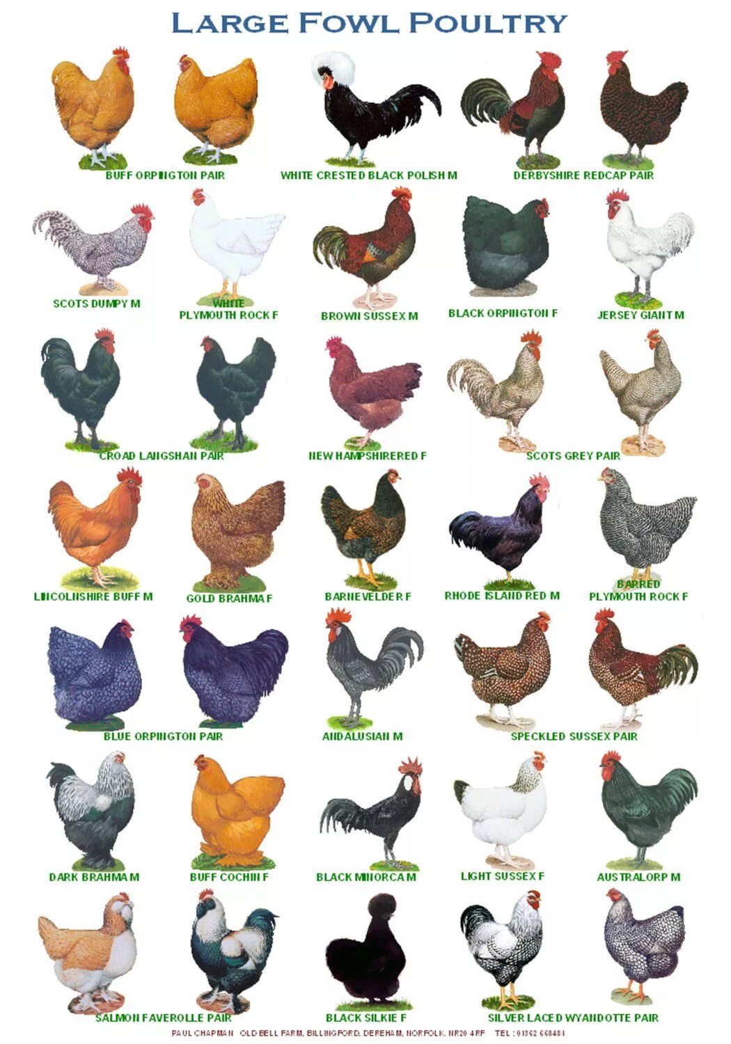 Каталог пород кур фото A4 Posters. Breeds of Poultry, 2 Different Posters - Etsy Beautiful chickens, Pe