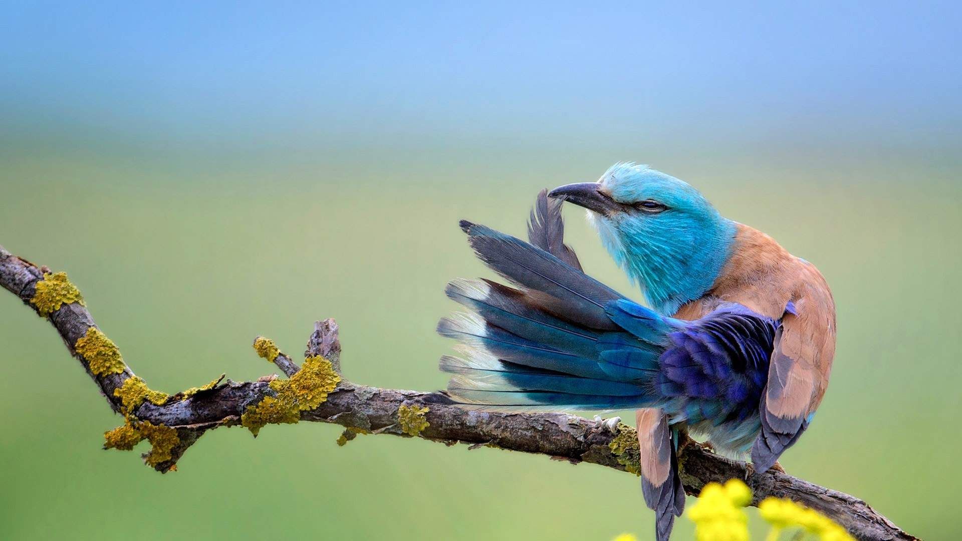 Каталог птиц фото European roller bird - Wallpaper GFXHive Bird, Pet birds, Climate of africa