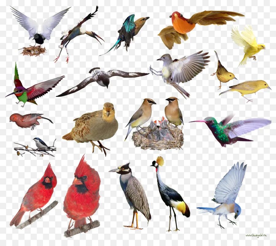 Каталог птиц фото Birds - Various Colorful Birds Collection - CleanPNG / KissPNG