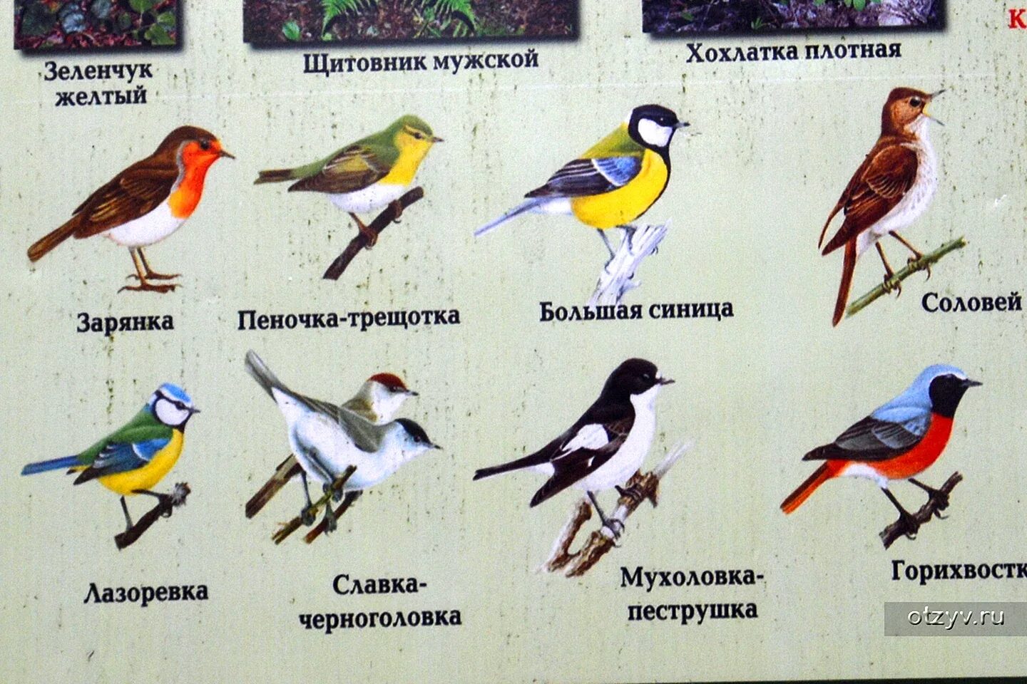 Каталог птиц подмосковья фото Птицы подмосковья зимой с названиями