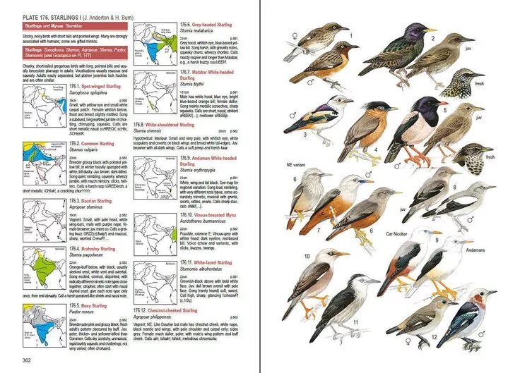 Каталог птиц подмосковья фото и описание species diversity - Google Search Birds, Bird poster, Field guide