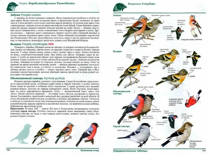 Каталог птиц подмосковья фото и описание Образец разворота книги "Полевой определитель птиц Подмосковья" Птицы, Скульптур