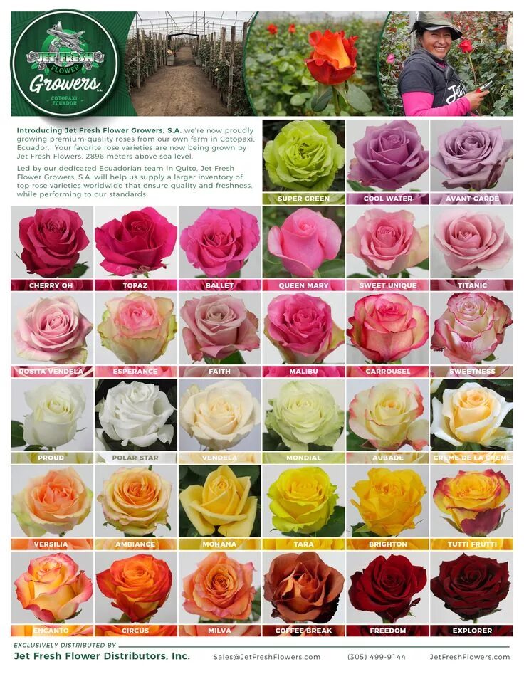 Каталог роз фото описание Check out the roses currently growing at Jet Fresh Flower Growers, S.A. in Cotop