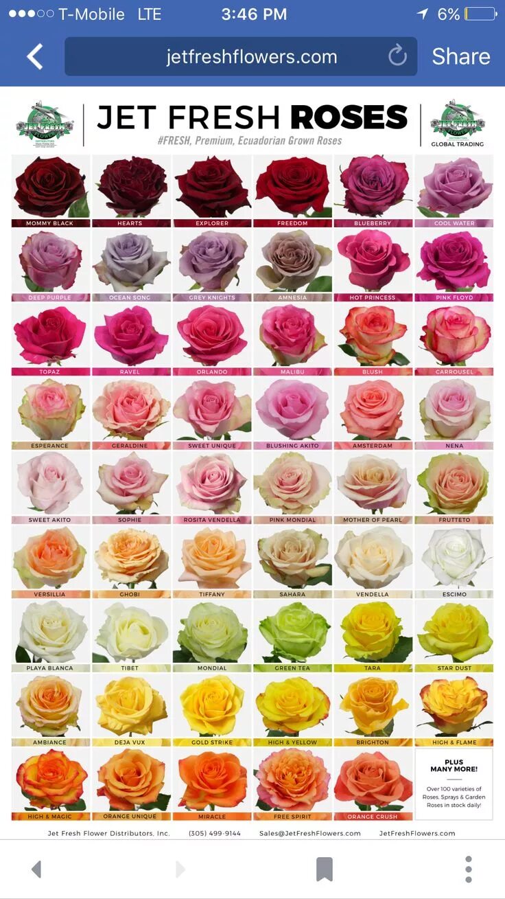 Каталог роз фото описание Pin by Gina Costanzo on flowers Types of flowers, Rose varieties, Cut flower gar