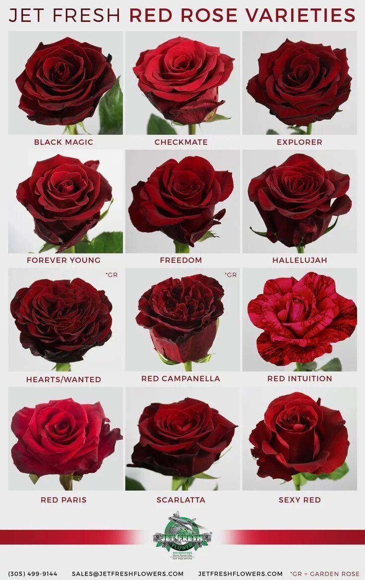 Каталог роз фото описание Everyone loves Red Roses. But which red rose do YOU love ... - #everyone #love #