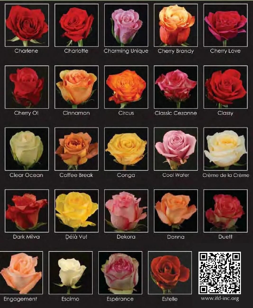 Каталог роз фото описание 2016 Cut Flower Wholesale Catalog Flower identification, Beautiful rose flowers,