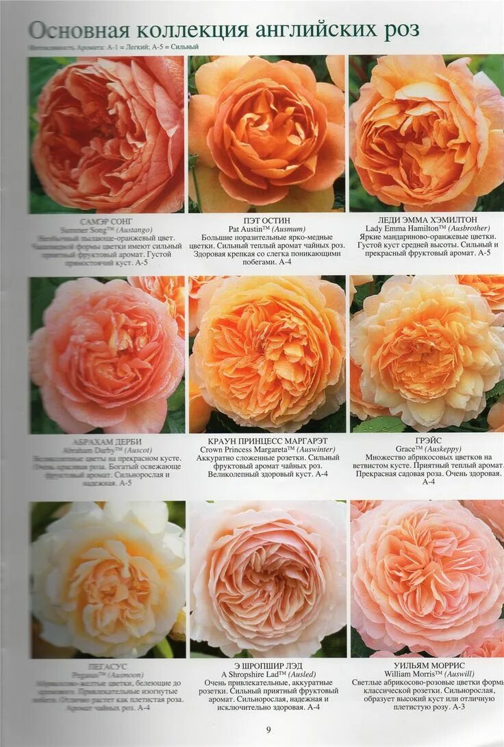 Каталог роз фото описание English Roses Main Collection Названия цветов, Персиковые розы, Розы