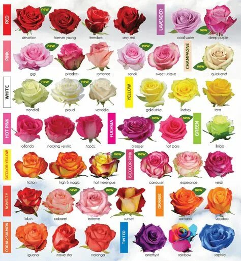 Каталог роз с фото 10 популярных идей на тему "roses colors" для вдохновения