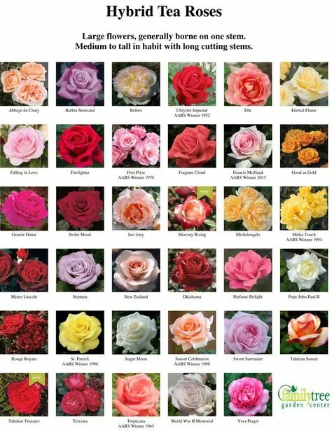 Каталог роз с фото Beautiful Hybrid Tea Roses for Your Garden