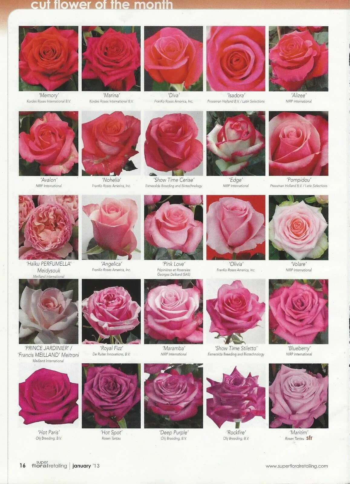 Каталог роз с фото Pin on Flowers Rose varieties, Types of roses, Wedding flower types