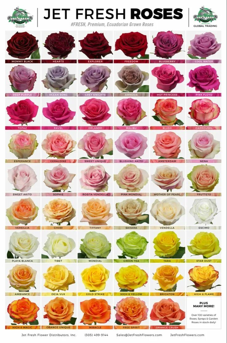 Каталог роз с фото Ecuadorian Rose Varieties in 2022 Rose varieties, Rose color meanings, Types of 