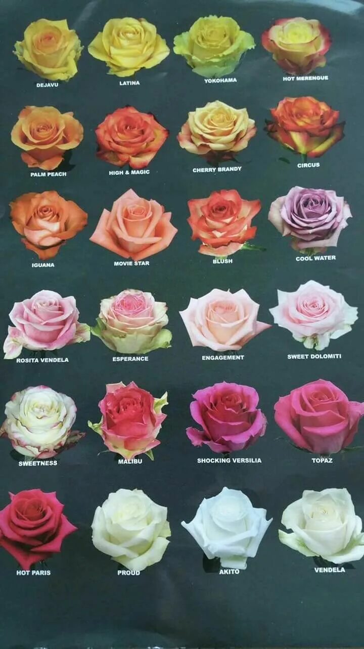 Каталог роз с фото Pin by María G. on Wedding. Types of roses, Types of flowers, Rose varieties