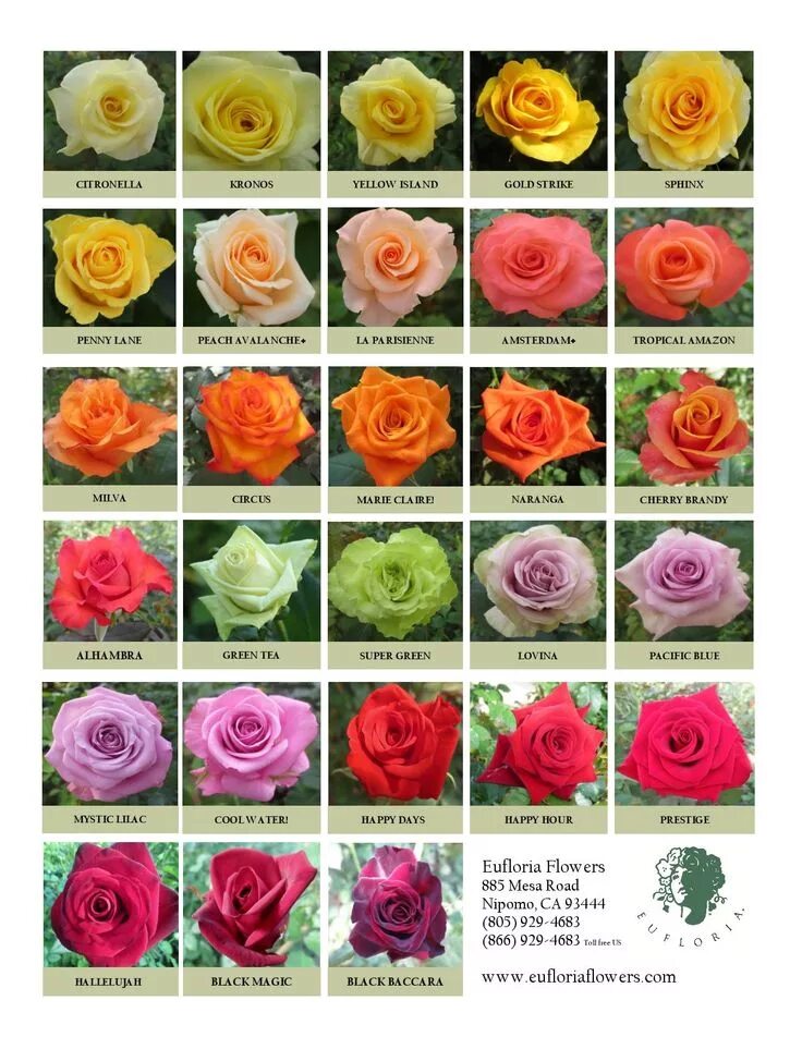 Каталог роз с фото Traditional Premium Roses Types of roses, Flower meanings, Flower chart