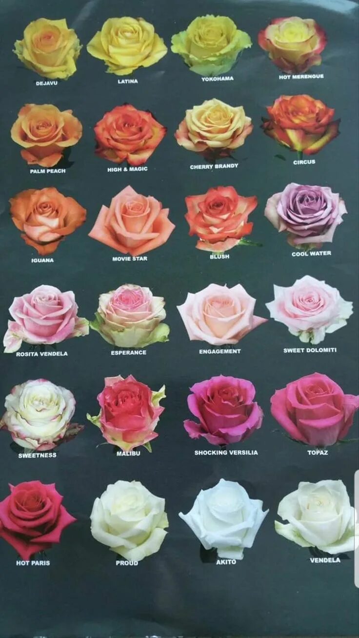 Каталог роз с названиями и фото Tipos de rosas Types of roses, Types of flowers, Rose varieties