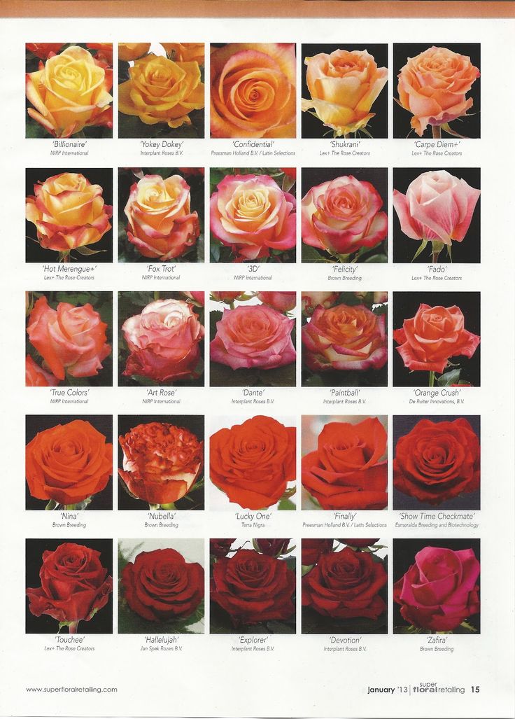 Каталог роз с названиями и фото Orange to red roses - flower classroom: 2013 New Rose Varieties, published in Su