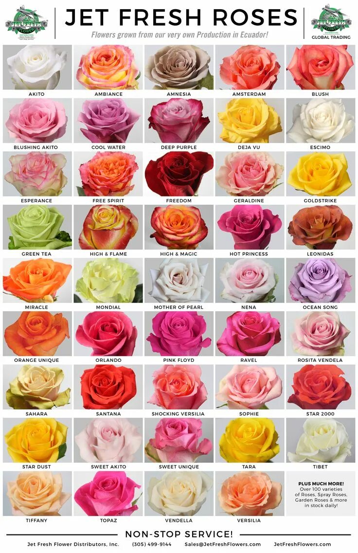 Каталог роз с названиями и фото Rose varieties Types of roses, Rose flower, Flower chart