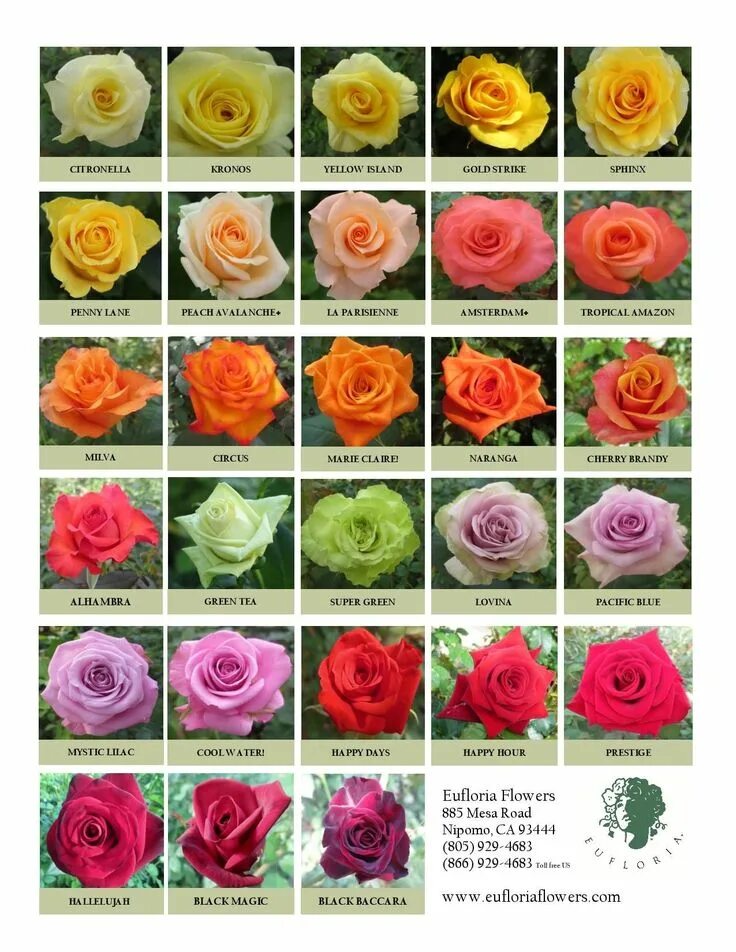 Каталог роз с названиями и фото Types of roses, Flower meanings, Flower chart