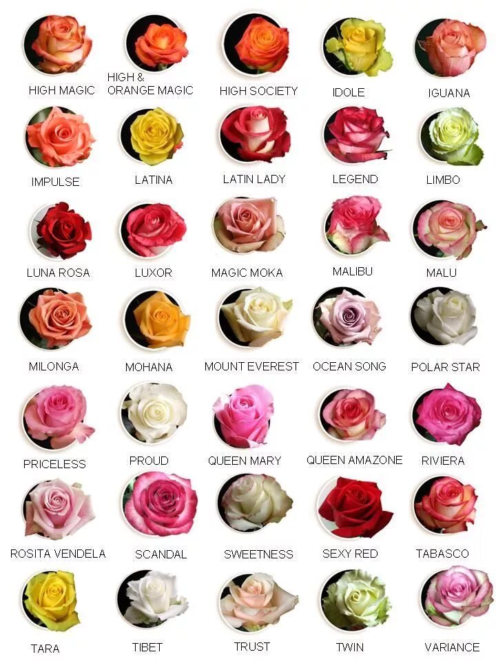 Каталог роз с названиями и фото type of roses Fiori, Giardino secco, Fiori rosa