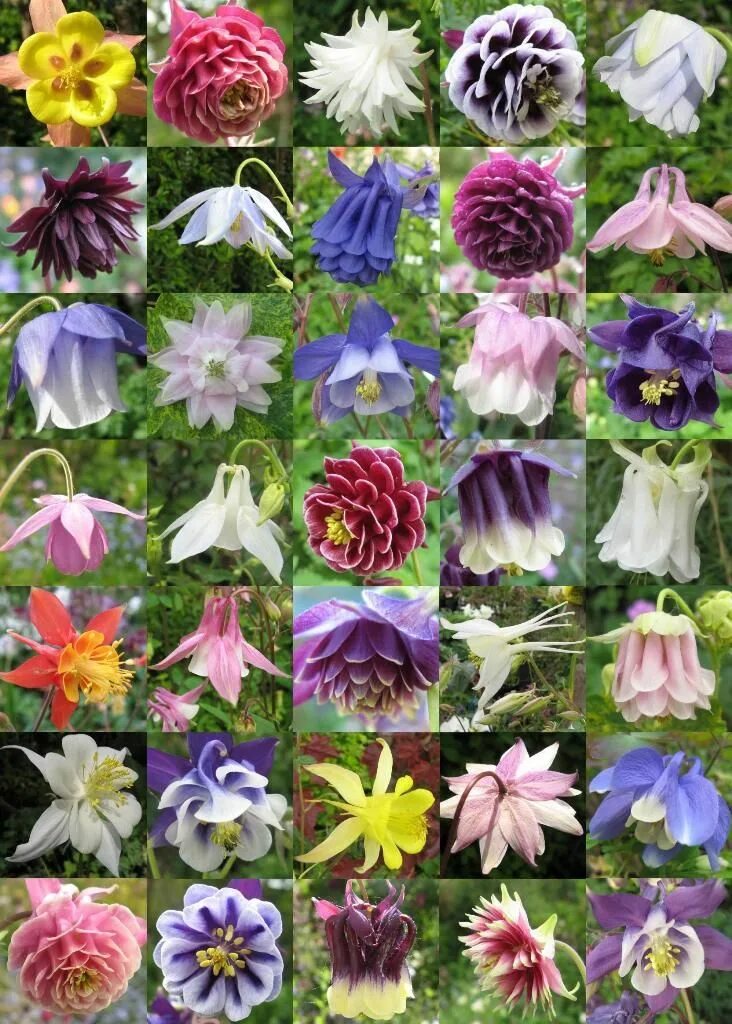 Каталог садовых цветов с фото и названиями Aquilegia seed mix from Chiltern seeds Columbine, Seeds, Columbine flower