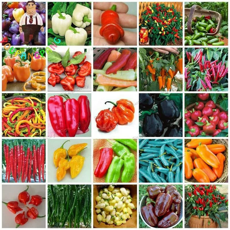 Каталог семян с фото и названием Big Sale 200pcs Rainbow Pepper plants Multi Color Hot Peppers Chili plants For H