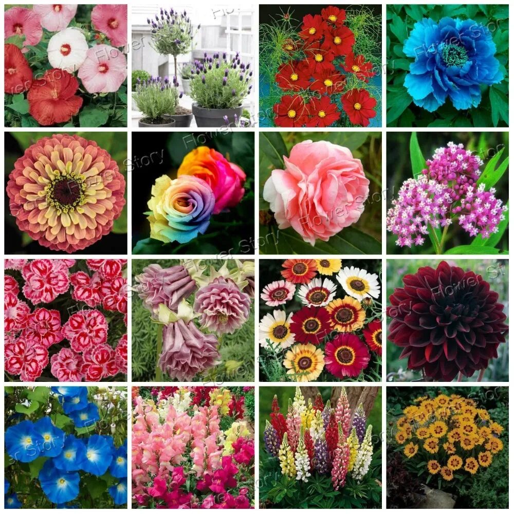 Каталог семян цветов фото Big Promotion 2900 seeds Multi- colored flower group collections Charming Fresh 