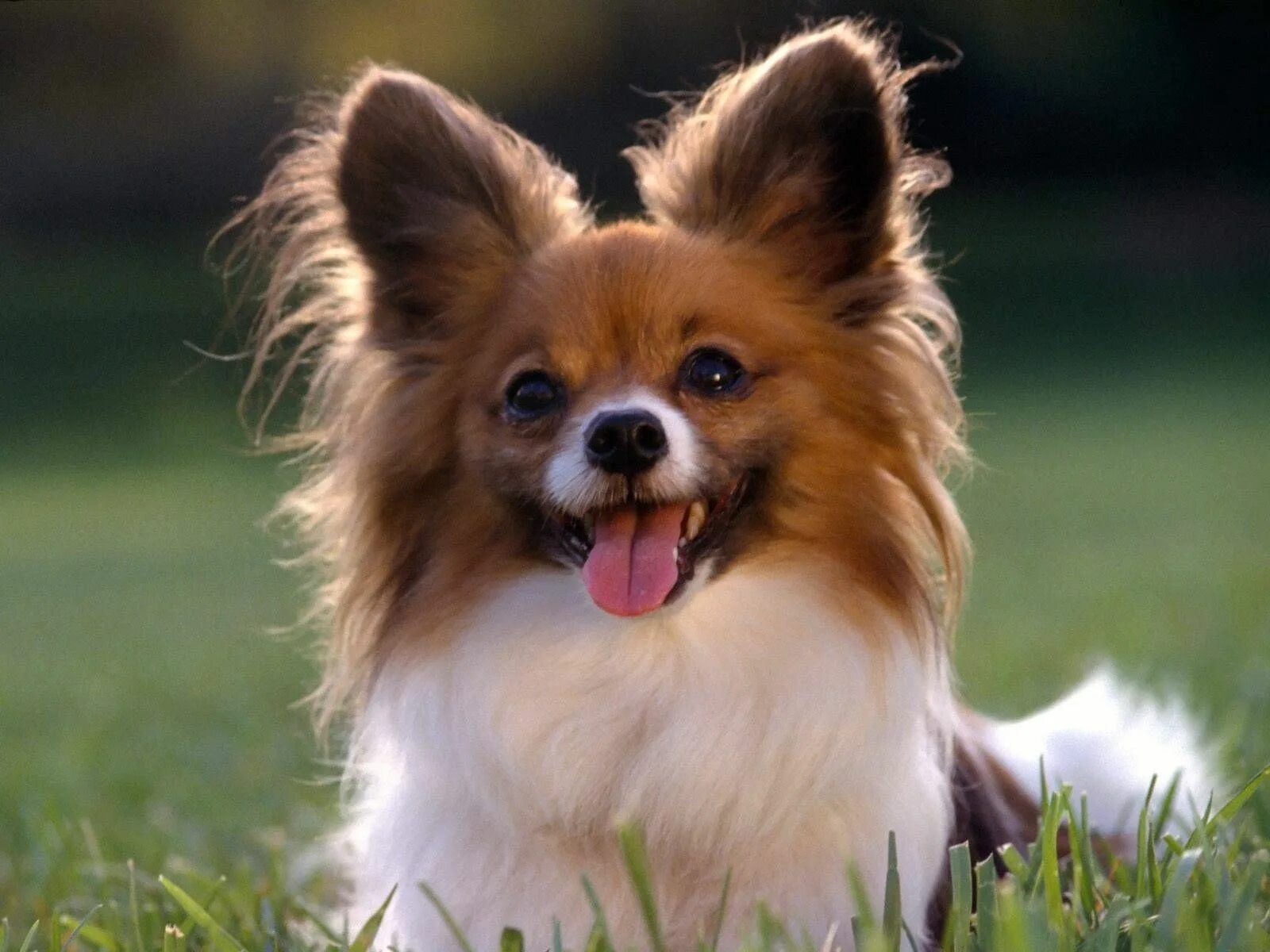 Каталог собак фото long haired chihuahua puppies Best small dogs, Papillon dog, Cutest small dog br