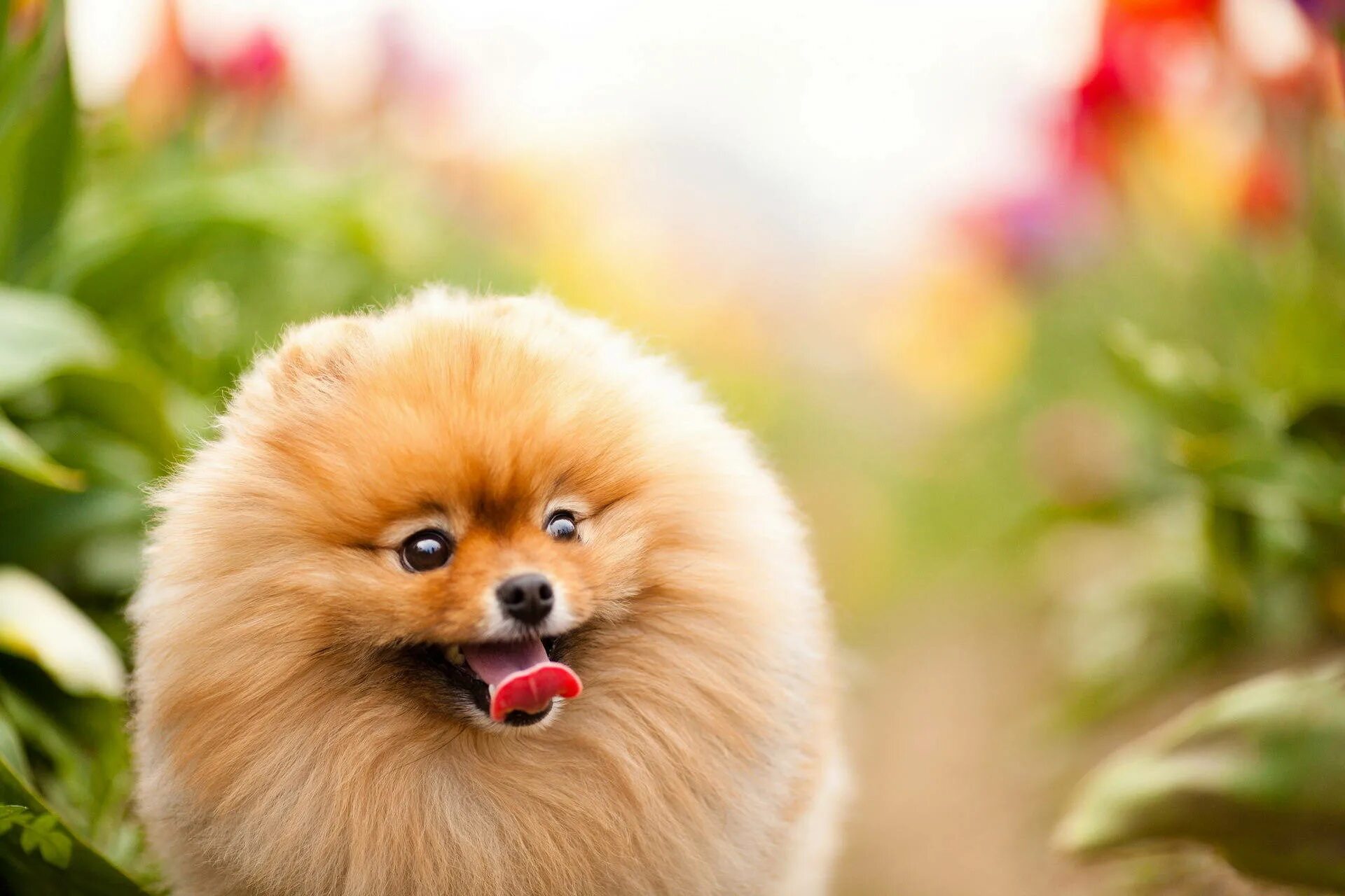 Каталог собак фото Download Happy Pomeranian Round Cut Hair Wallpaper Wallpapers.com