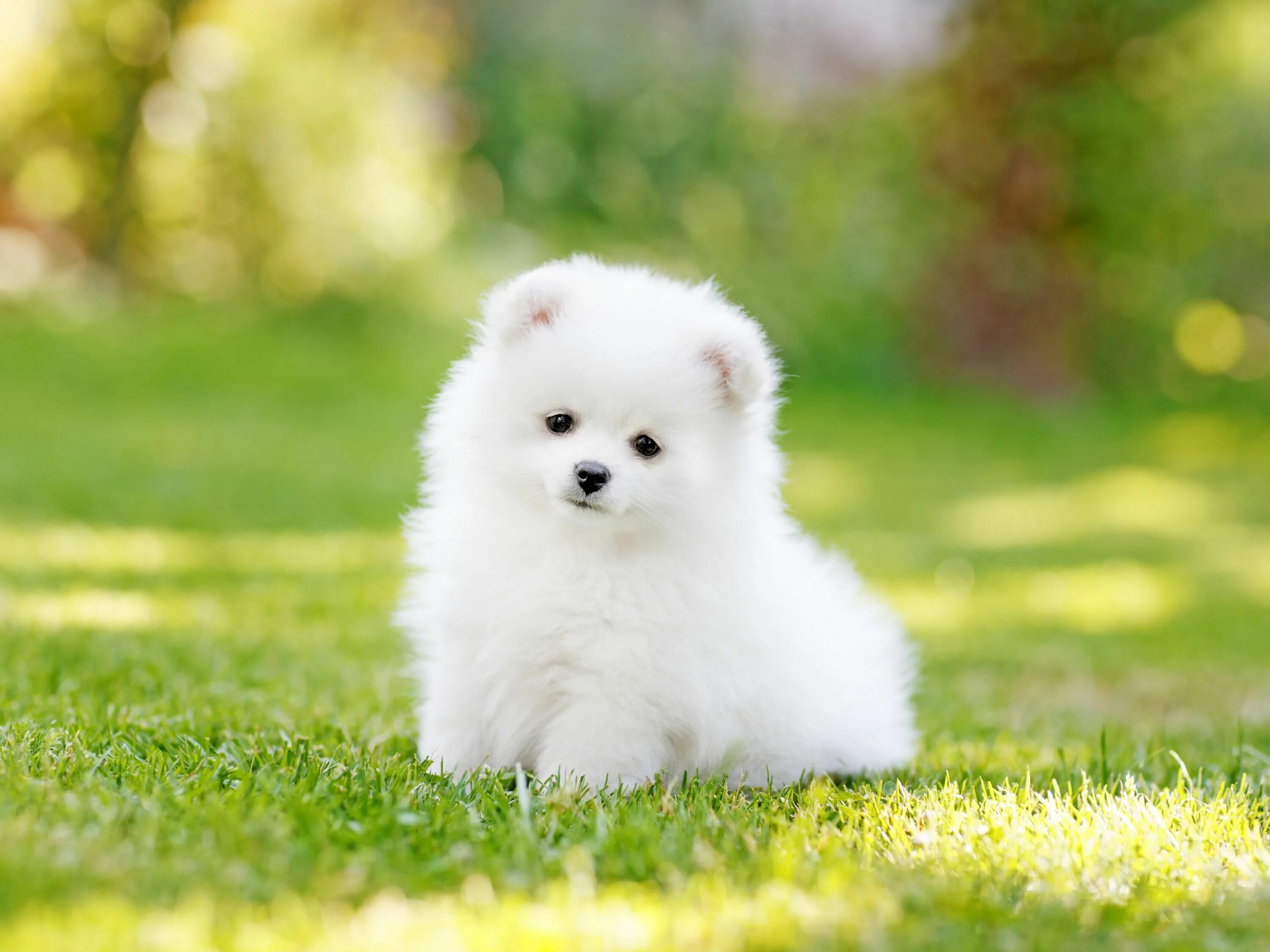 Каталог собак фото white dog eating Puppies, Cute puppies, Fluffy dogs