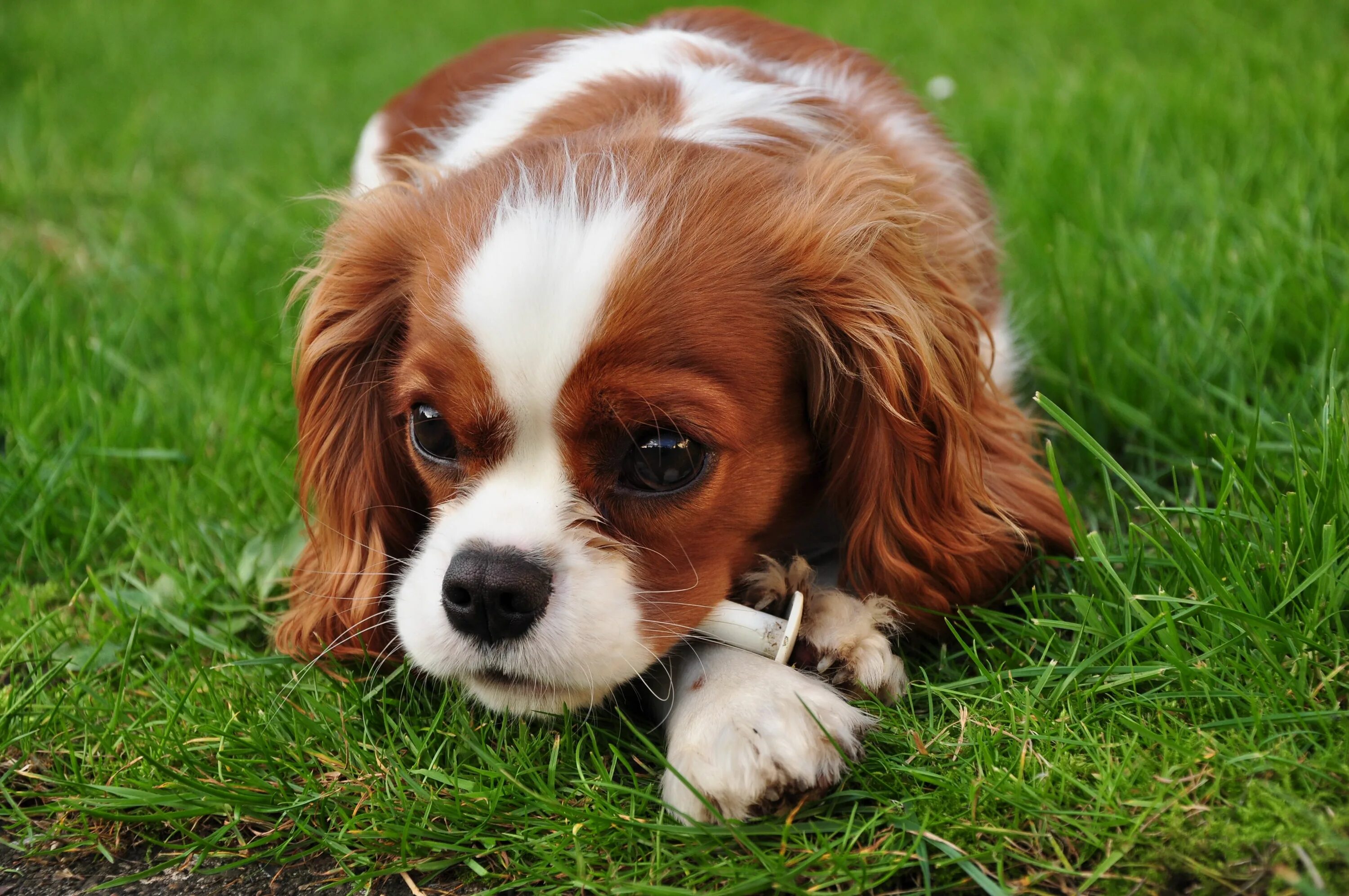 Каталог собак фото #clever #dog King charles cavalier spaniel puppy, King charles spaniel, Cavalier