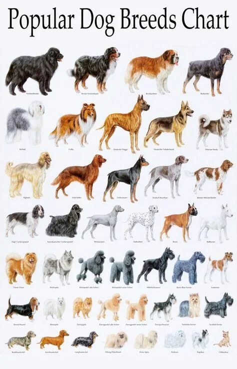 Каталог собак фото Popular Dog Breeds Chart 18"x28" (45cm/70cm) Poster Dog breed names, Dog breeds 