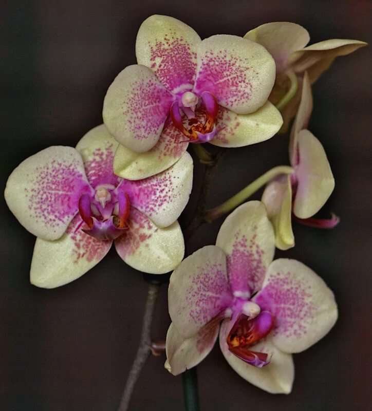 Каталог сортов орхидей фаленопсис с фото Орхидея фаленопсис сорта фото - DelaDom.ru