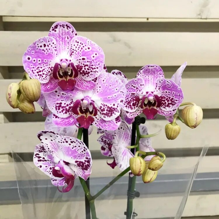 Каталог сортов орхидей фаленопсис с фото Орхидея Фаленопсис 12/60 купить в Москве