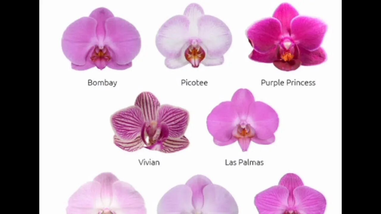 Каталог сортов орхидей фаленопсис с фото Фото орхидей с названием! Часть 1 - YouTube