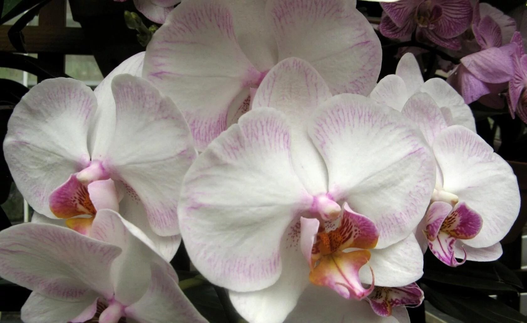 Каталог сортов орхидей фаленопсис с фото Wallpaper : orchids, flowers, close up, white, exotic 1680x1030 - 4kWallpaper - 