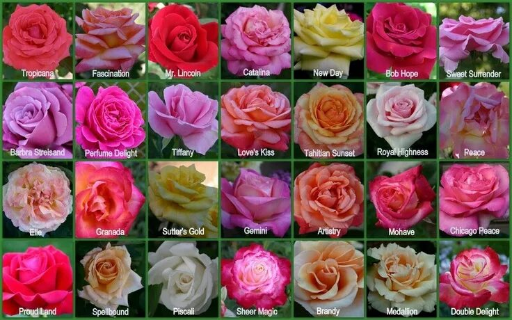 Каталог сортов роз фото Google search, World's best hybrid tea roses. Tea roses, Hybrid tea roses, Flori