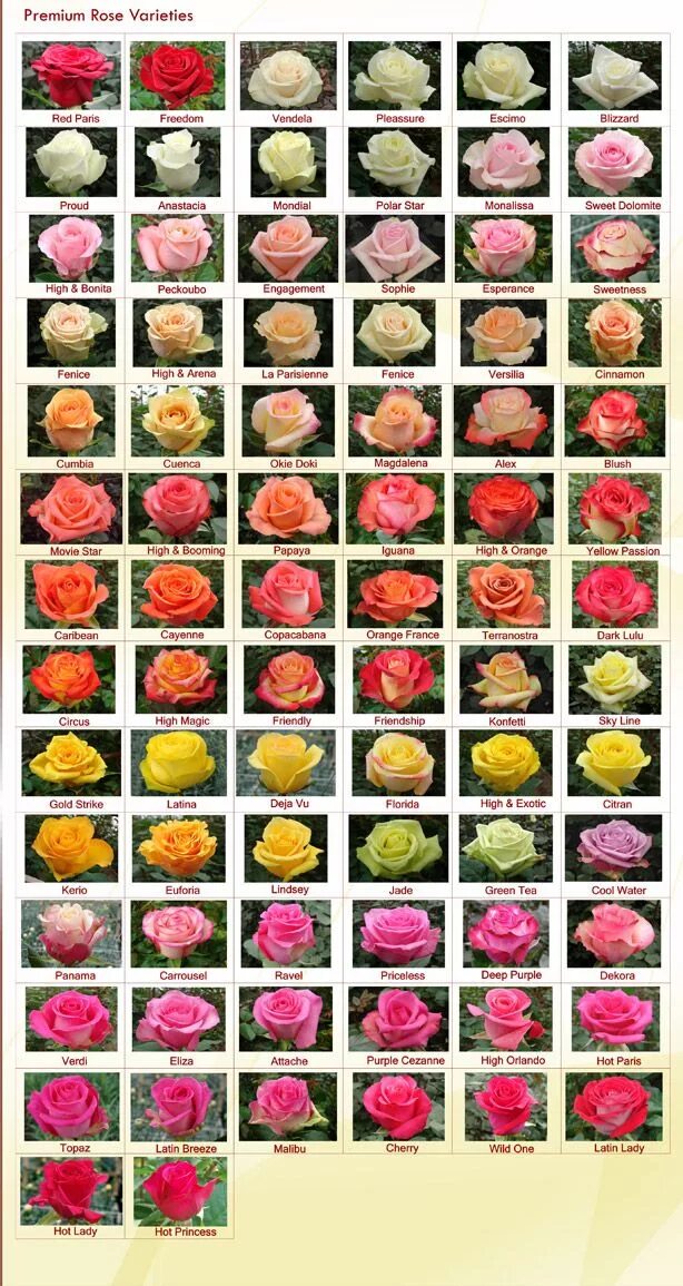 Каталог сортов роз фото Rose Varieties - RAINFOREST FARMS & BOUQUETS Rose varieties, Types of roses, Bea