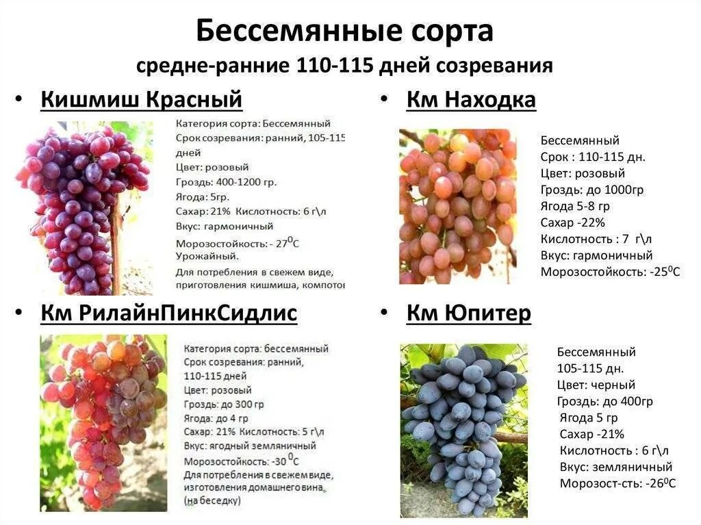 Каталог сортов винограда с фото Виноград Столетие: описание сорта, посадка и уход, размножение, отзывы с фото