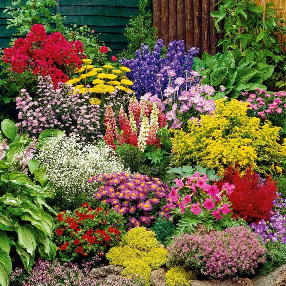 Каталог цветов для сада фото Bunter Staudengarten online kaufen bei Ahrens+Sieberz Beautiful gardens, Garden 