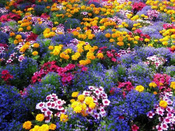 Каталог цветов для сада фото Como Fazer um Jardim - Dicas e Fotos - Dicas na Internet Flower garden, Colorful