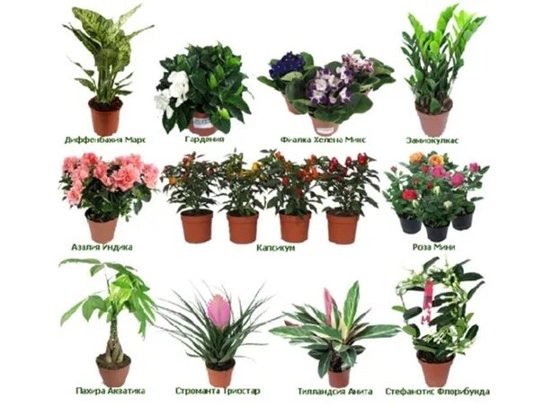 Каталог цветущих растений с фото Types of House Plants 2018 Цветы и подарки "Долька" (Кировск) VK