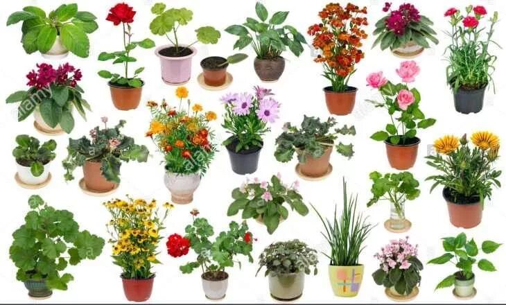 Каталог цветущих растений с фото You can read the first article ofDifferent types of flowers grown at homeby Diff