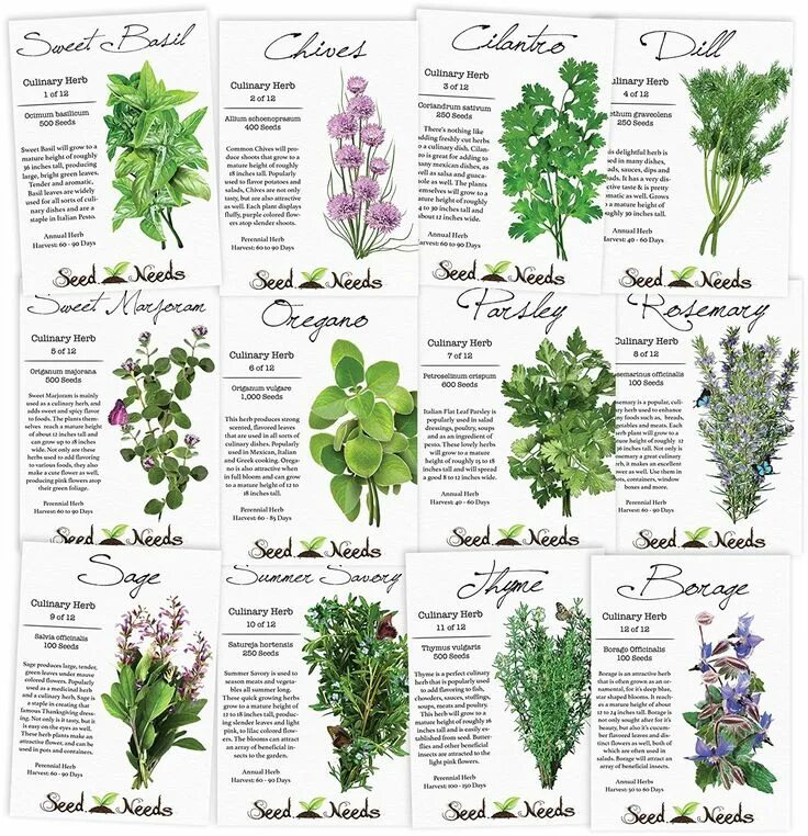 Каталог трав фото This herb seed assortment includes some of the most popularly used culinary herb