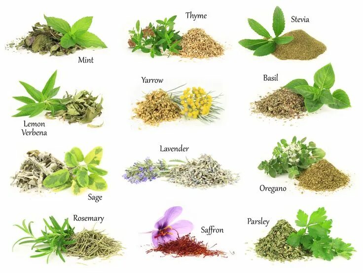 Каталог трав фото 15 Impressive Health Benefits of Herbs Трава, Растения, Сад