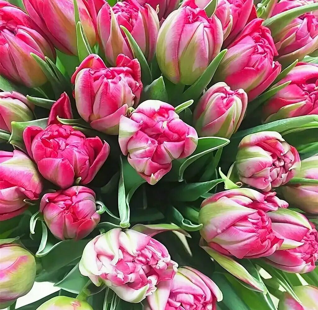 Каталог тюльпанов фото Big Tulips company, цветочный рынок, Солнечная ул., 11, станица Анастасиевская -