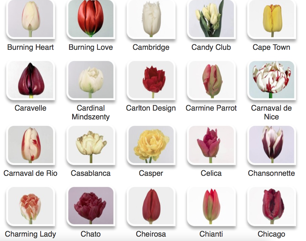 Каталог тюльпанов с фото и описанием № 6- более 200 сортов тюльпанов Tulip colors, Easy to grow flowers, Tulips